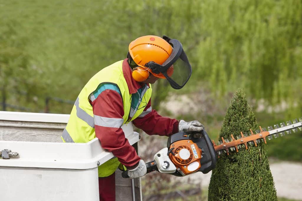 albuquerque tree removal services